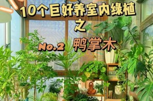 以鸭掌木夏天怎么养（鸭掌木夏天养护秘籍，让你的植物健康成长）