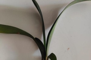 解决君子兰根部腐烂的方法（教你修复君子兰根部腐烂的技巧）
