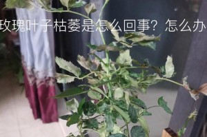 玫瑰花开花时叶子发黄的原因及处理方法