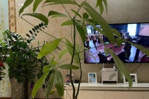 发财树不长叶子？这些方法帮你解决！（发财树、栽培技巧、叶片、肥料、土壤、浇水、光照、修剪）