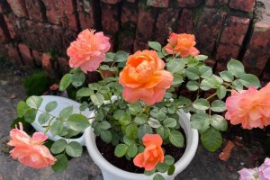 月季花管理秘籍（以月季花怎么管理好为主题的全面指南）