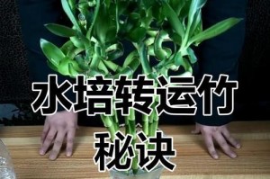 以水培植物的种植方法（简单易行的水培植物种植技巧）