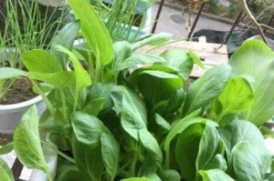 黄泥土适宜种植哪些蔬菜？（探究黄泥土的特点及其适合种植的蔬菜）