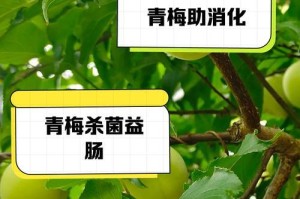 青梅子的上市时间及成熟季节（探秘青梅子的生长过程，了解最佳采摘时间）
