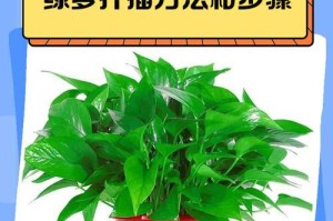 绿萝如何更换木头土——营养土的选择与方法（探索绿萝土壤更新的秘密，建立适宜生长环境）