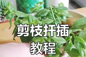 秋天盆栽牡丹的养护指南（打造绚烂秋日花海，）