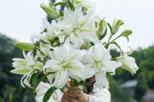 百合种植的全面指南（了解如何种植和照顾百合，使其在您的花园中绽放）