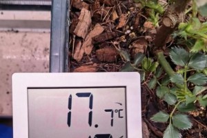 阳台月季阳光不足的处理方法（让阳光照进你的阳台花园，让月季绽放光彩）