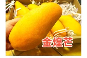 芒果保鲜全攻略（如何让芒果更持久地保存？）