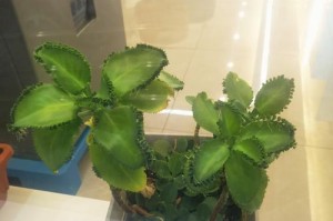 花盆里的烂叶子有小虫怎么办？（花盆清洁与虫害防治的实用指南）