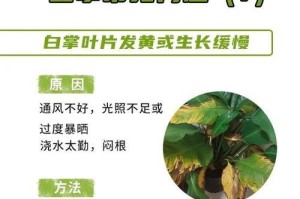 如何科学浇水以土培白掌（掌握关键技巧，让你的白掌茁壮成长）