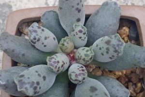 多肉植物叶长白点的治疗方法（解决多肉植物叶长白点问题的有效措施）