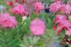 如何解决植物在正确季节却不开花的问题（探索植物不开花的原因及解决方法）