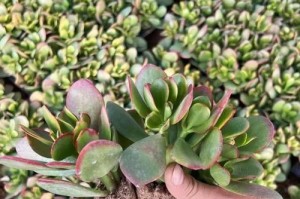 玻璃翠，多肉植物中的珍品（探寻玻璃翠的生长习性及栽培技巧）