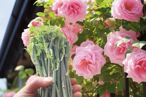 如何选择香花子的种植时间（明确适宜的种植月份，让香花子开出最美的花）
