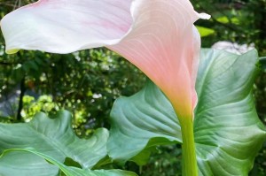马蹄莲的室内养护指南（打造室内绿色环境，从马蹄莲开始）