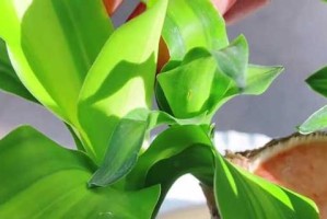 探秘巴西木——属于天门冬科植物的珍贵树种（从起源到生长环境，了解巴西木的种种奥秘）
