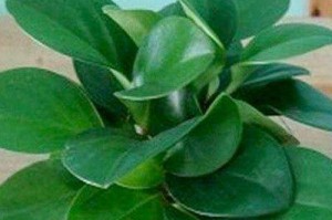 室内花卉干燥怎么办？（保持室内花卉湿润的方法与技巧）