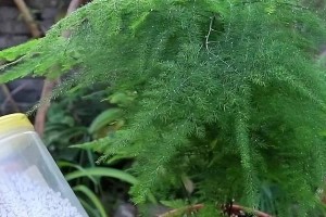 如何正确换土换盆以文竹（打造健康茂盛的以文竹，从土盆换到鲜活之地）