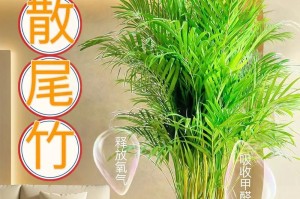 散尾竹的养护指南（让你的散尾竹茂盛生长）