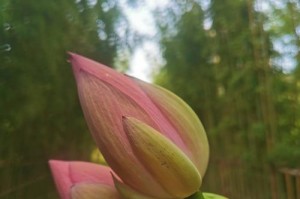 揭秘莲蓬的成熟季节（莲蓬成熟的时间、条件和保鲜技巧）