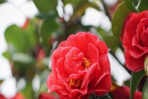 山茶花开花季节（山茶花的花期、品种及观赏技巧）