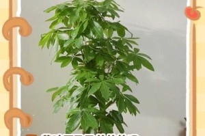 如何拯救小叶发财树的枯萎情况（探索有效方法，重现小叶发财树的繁荣）