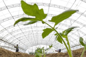 番茄种植全攻略（什么时候种植最好？种植前须知的15个要点）