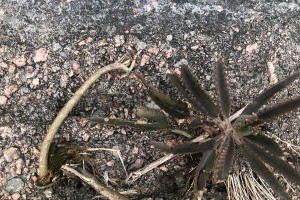 落地生根的种植技巧（掌握关键，成功种植！）