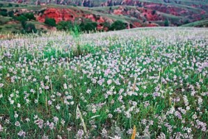 黄土适合种什么花？（探究黄土地区的花卉栽培技巧）