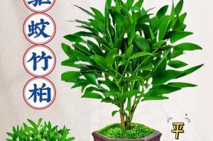 水养平安竹的秘诀（打造旺盛的平安竹生长环境）