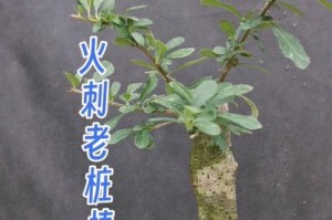火棘树桩的栽种方法和技巧（打造美丽花园，从火棘树桩开始）