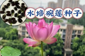 如何成功种植睡莲盆栽（掌握睡莲盆栽种植技术，打造迷人水景）