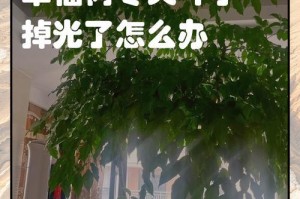 幸福树为什么频繁落叶？如何护理？（盆栽幸福树的落叶问题及解决方法）