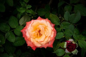 玫瑰花叶黄粉的处理方法（有效去除玫瑰花叶上的黄粉）