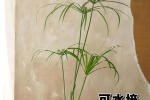 以伞竹怎样养才能长得健康？（打造繁茂生长的伞竹秘诀）