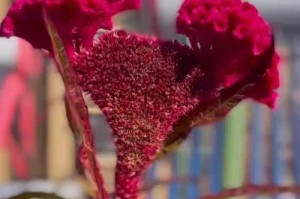 鸡冠花开花时间与开花季节探秘（了解鸡冠花开花时间，助力观赏体验）