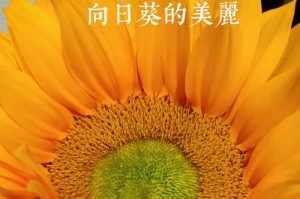 太阳花（以“坚忍不拔”为）