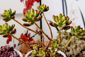 如何正确养护以八千代（打造美丽的花园，关键在于正确的养护）