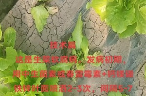 青菜软腐病防治技术（以药物控制为主要手段）