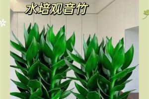 观音竹的土养方法（了解如何在家中种植健康的观音竹，让你的生活更加美好）