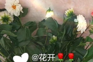大丽花醒花技巧，鲜切大丽花教程（轻松掌握大丽花醒花的方法，打造最美鲜切大丽花）