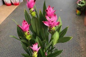 冬天姜荷花的养护秘籍（冬季怎样养护姜荷花，打造冬季花园的亮点）