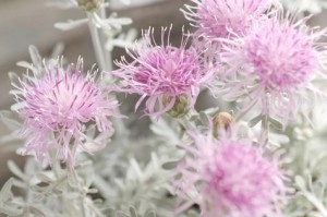 矢车菊怎么养？教你轻松打造迷人花园