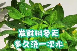 南方冬天如何养发财树？（寒冬时节，把握养发财树的秘诀）