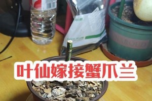 十月份嫁接的蟹爪兰养护指南（掌握关键技巧，打造绚丽盛开的蟹爪兰花园）