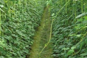 种植缸豆的最佳月份（选择适宜的季节，让缸豆生长更健康）