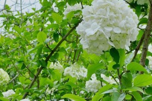 木绣球品种大全，教你如何选择最适合的（从颜色到大小，一网打尽木本绣球的全部品种）
