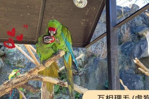 仙人之境——探寻修仙之道（追寻仙缘，踏上修炼之路）