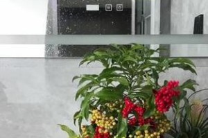 黄金万两花的养殖方法（教你如何成功种植黄金万两花，让你家花园绽放金色之美）
